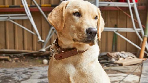 a brown dog with a collar on at Tengu Onsen Asama Sanso in Komoro