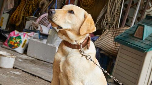 a brown dog sitting on a chain at Tengu Onsen Asama Sanso in Komoro