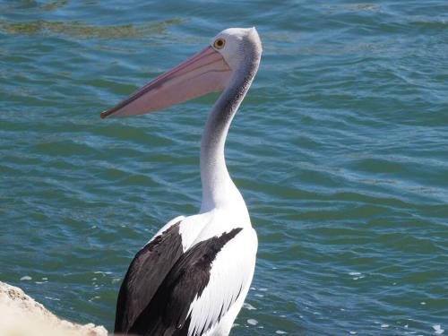 a bird with a long beak standing in the water at Mandurah Island Retreat in Wannanup