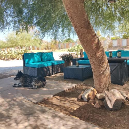 a cat laying on the sidewalk under a tree at Room 4 - Downtown Joshua Tree Motel - Pet Friendly - Walk to Shops & Visitor Center, Minutes to Park Entrance in Joshua Tree