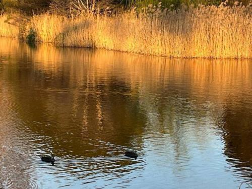 two ducks swimming in a body of water at Trawalla Farm Stays - Entire House and Large Pool Bar - Perfect for Groups in Bywong