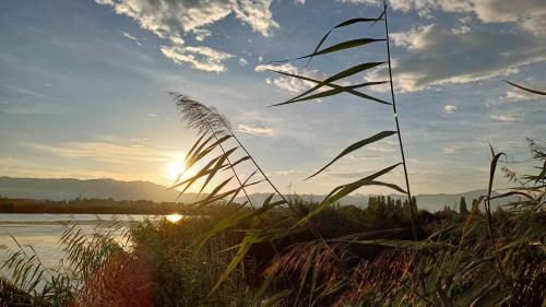a field of tall grass next to a body of water at Zimmer am See in Fußach
