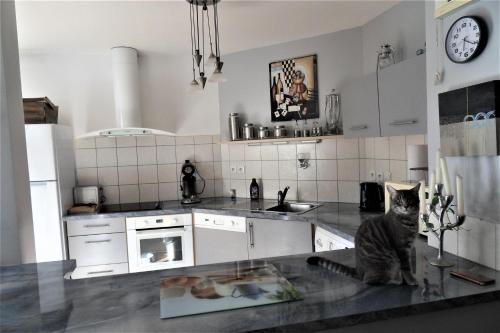 un chat assis sur un comptoir dans une cuisine dans l'établissement cap azur, à La Favière
