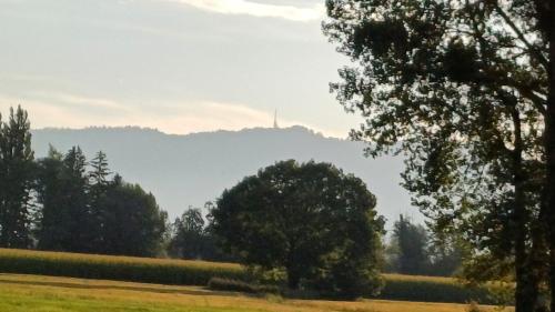 a tree in a field with a hill in the background at Zimmer am See in Fußach