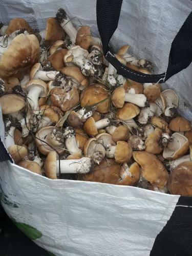 a bunch of mushrooms in a paper bag at Chez Loulou du Linas - Bugarach in Bugarach