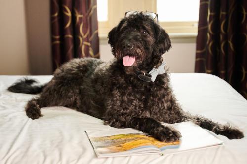 a black dog laying on a bed with a book at The Rutland Hotel in Sheffield