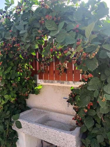 Κήπος έξω από το to ble Künstlersteinhaus mit Garten Barrierefrei