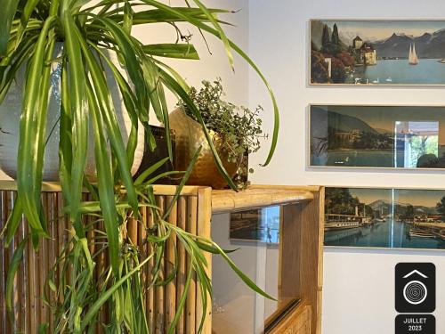 une usine assise sur un comptoir à côté de quelques photos dans l'établissement Maison Souche, à Anstaing
