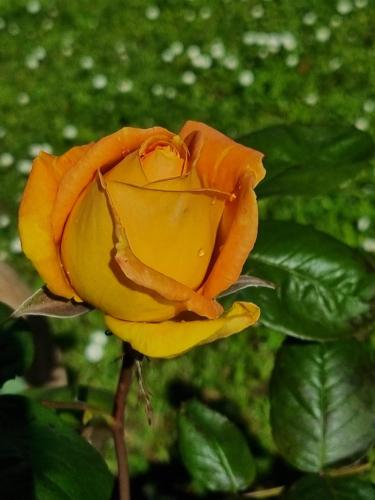an orange and yellow rose in a garden at Dimora nel Chianti in San Sano