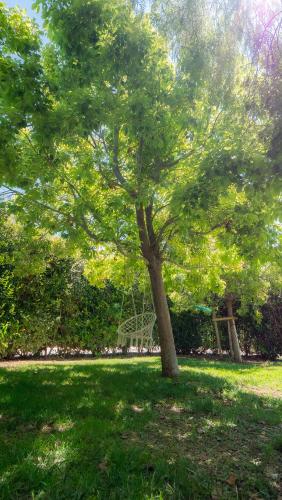 un arbre au milieu d'une prairie dans l'établissement Villa contemporaine classée 5 étoiles avec piscine Antibes, à Antibes