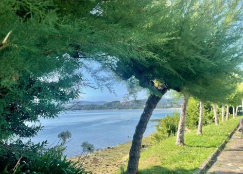 a group of trees next to a body of water at Ático con vistas a la ría de Arosa in Rianjo
