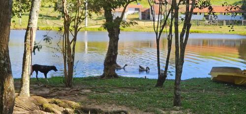 a couple of animals standing in the water at Hospedagem Fazenda Nova América in Brotas