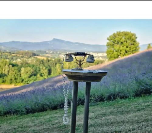 a bird bath in the middle of a field at La Lavandula in Poppi