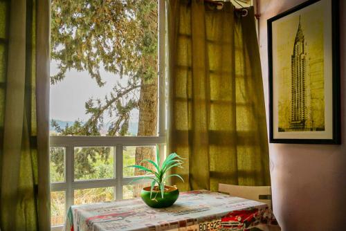 a plant sitting on a table in front of a window at La Casa Verde in Murcia