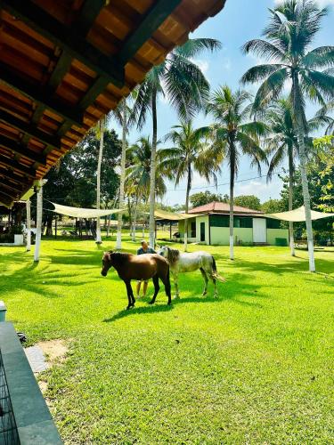 two horses standing in the grass near palm trees at Fazenda Oásis do Pará in Santarém