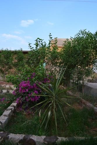 a plant in a garden with purple flowers at Karma Kono in Abu Simbel