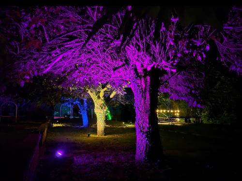 two trees lit up with purple lights at night at ZenVerand in Saint-Vérand