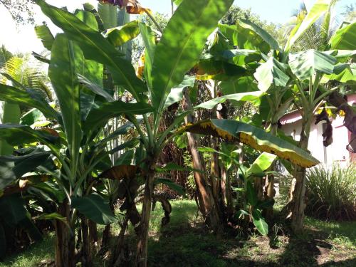 a row of banana trees in a field at Gwada Rêves in Sainte-Anne
