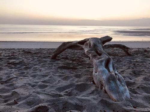 a tree stump in the sand on a beach at Casa Fofo in San Carlos