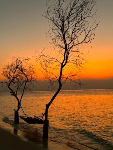 two trees on the beach with a sunset in the background at Noorani Retreat Dhiffushi in Dhiffushi