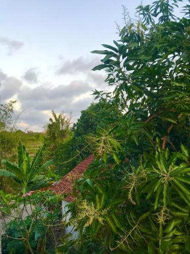a group of trees and plants in a field at bulan homestay in Plambi