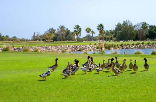 a flock of ducks walking on the grass near a pond at Velero Hotel Doha Lusail in Doha