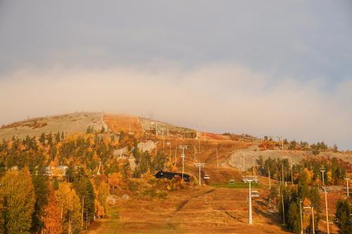 a hill with trees on the side of a mountain at Ski-Inn PyhäSuites in Pyhätunturi