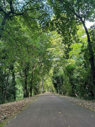 an empty road in the middle of a forest of trees at Hotel Alfonso I in Tui