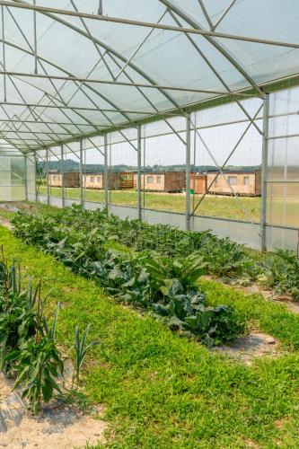 a greenhouse filled with green plants in it at Agriturismo dei Grippi in Sona