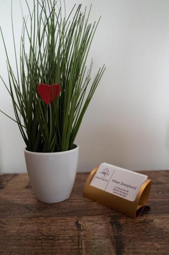 a plant next to a white bowl with a red flower at M2-apartments in Kraljevo