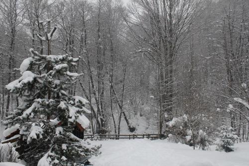 a snow covered tree in the middle of a forest at Snow White Chalet in Brezovicë