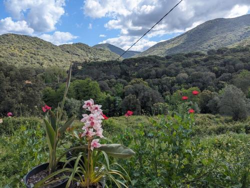 Au coeur du maquis Sartenais