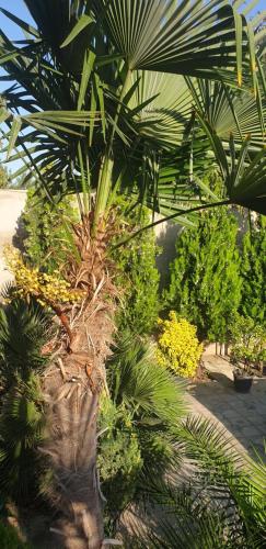 a palm tree in a garden with other plants at wooden villa in Mardakan