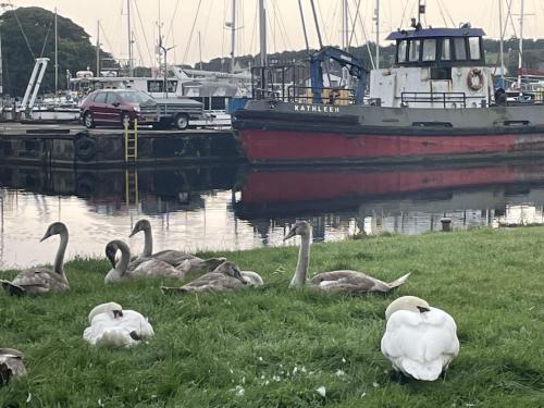 a group of geese sitting in the grass near a boat at The Thimble Static Holiday Home in Lancaster