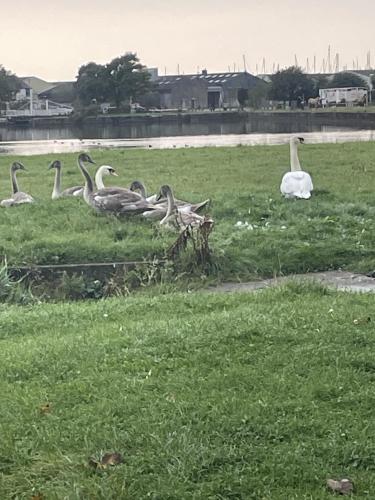 a group of birds sitting in the grass at The Thimble Static Holiday Home in Lancaster
