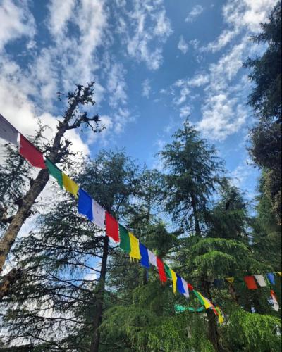 a row of colorful flags hanging in a forest at Thrillomania Mcleodganj in Dharamshala