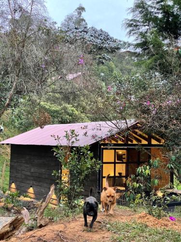 Animal ou animaux domestique(s) séjournant avec des clients dans l'établissement Cabañas Tahamí con jacuzzi cerca al Aeropuerto