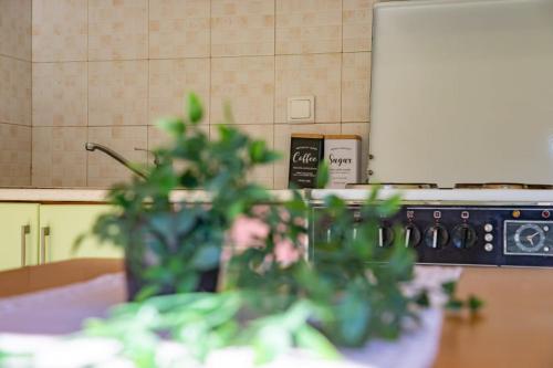 a plant sitting on a counter in a kitchen at Katakolo Apartments near Olympia in Katakolon