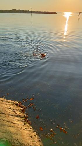 a duck swimming in a body of water at Seaview apartment Karmøy in Sæveland