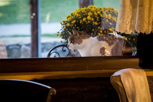 a cat sitting on a window sill looking out at Atrion Highland Hotel in Elatochori