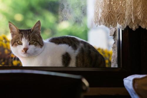 a gray and white cat sitting in a window at Atrion Highland Hotel in Elatochori