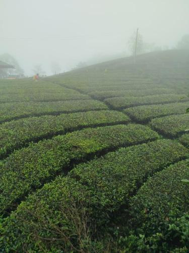 an aerial view of a tea plantation at Vagamon Springs in Vagamon