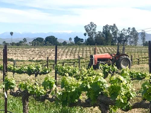 a tractor parked in a field of vines at Domaine Chardonnay in Temecula