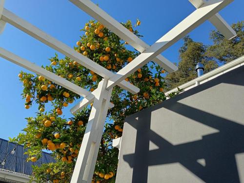 an orange tree in front of a white fence at Dalau on Main in Paarl