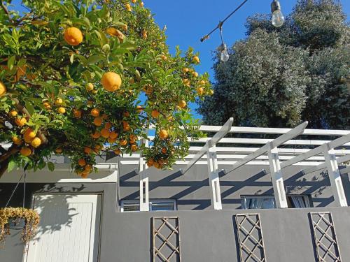 an orange tree hanging from a white fence at Dalau on Main in Paarl
