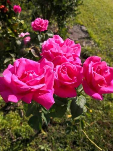 a group of pink roses in a garden at Comfy 3 bed house in Ulladulla in Ulladulla