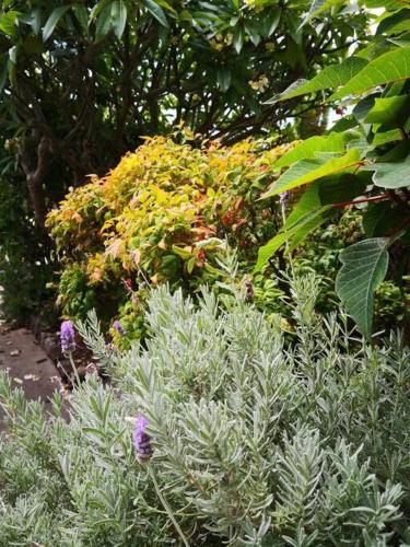 a garden with plants and flowers and trees at Comfy 3 bed house in Ulladulla in Ulladulla