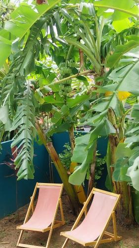 two chairs sitting under a banana tree at Juliet Home Samui - Adult only in Ban Lamai