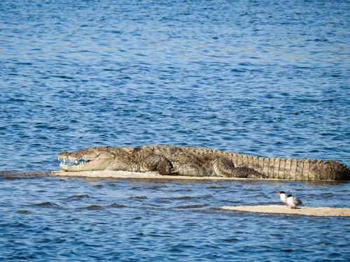 an alligator laying in the water next to a bird at Jawai Leopard Villa in Bijāpur