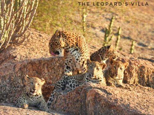 a group of leopards standing on a rock at Jawai Leopard Villa in Bijāpur